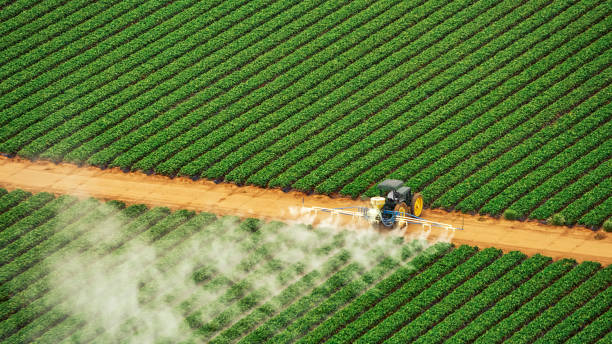 Best Ant Control Services  in Searles Valley, CA