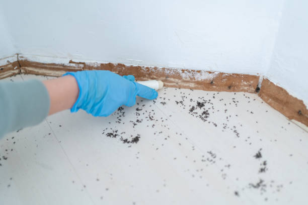 Best Wasp Removal Services  in Searles Valley, CA